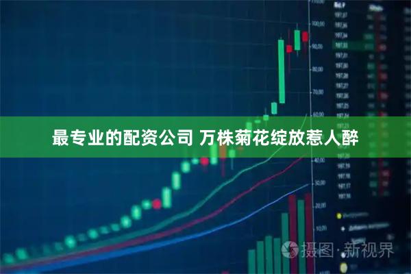 最专业的配资公司 万株菊花绽放惹人醉
